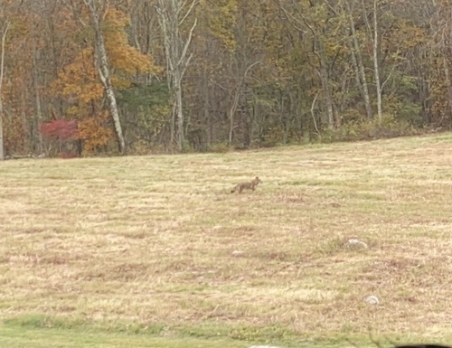 Coyote photographed in Connecticut