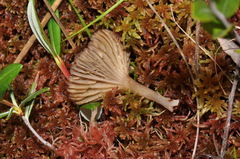 Arrhenia gerardiana