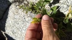 Silene parishii