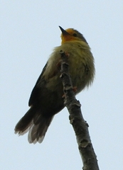 Metopothrix aurantiaca