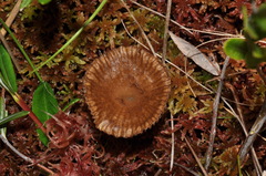 Arrhenia gerardiana