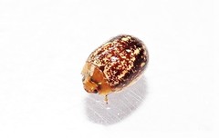 Paropsisterna tigrina