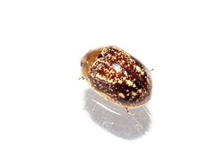 Paropsisterna tigrina