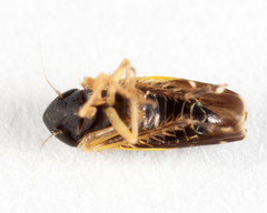 Planicephalus flavocostatus