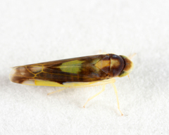 Eupteryx flavoscuta