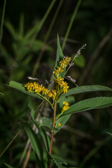 Solidago canadensis canadensis