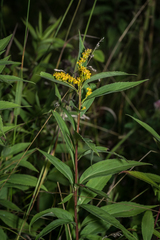 Solidago canadensis canadensis