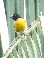 Euphonia minuta
