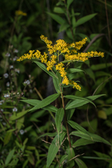 Solidago canadensis canadensis