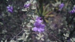 Leucophyllum laevigatum