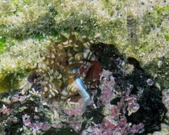 Image of Bunodosoma grande