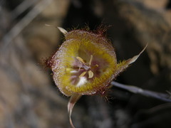 Calochortus fimbriatus