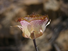 Calochortus fimbriatus