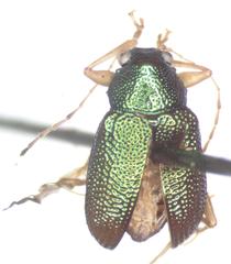 Colaspis lebasi