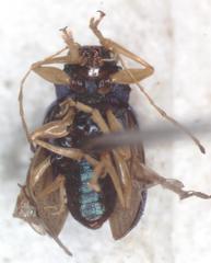 Colaspis lebasi