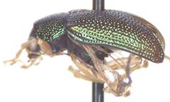 Colaspis lebasi