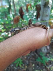 Salvadora lemniscata