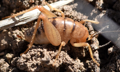 Ceuthophilus fusiformis