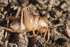 Ceuthophilus fusiformis