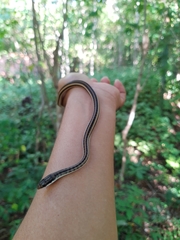 Salvadora lemniscata