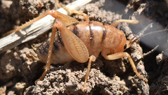 Ceuthophilus fusiformis