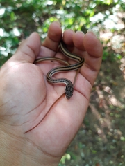 Salvadora lemniscata