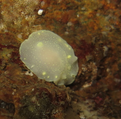 Cadlina laevis