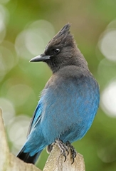 Cyanocitta stelleri