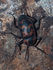 Cymatothes nebulosus