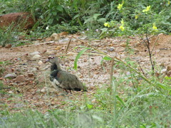 Vanellus chilensis