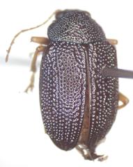 Colaspis flavicornis