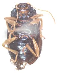 Colaspis flavicornis
