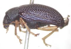 Colaspis flavicornis
