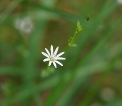 Stellaria flaccida