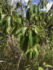 Colubrina arborescens