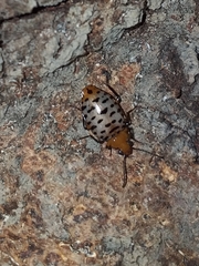 Eurycoleus macularius