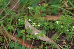 Asperula euryphylla