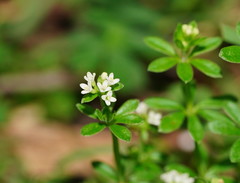Asperula euryphylla