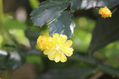 Brasiliopuntia brasiliensis
