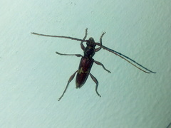 Eurysthea hirta