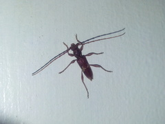 Eurysthea hirta
