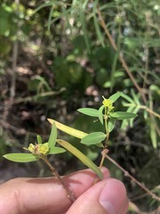 Euphorbia articulata