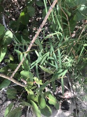 Euphorbia articulata