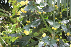 Brasiliopuntia brasiliensis