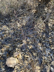 Muhlenbergia minutissima