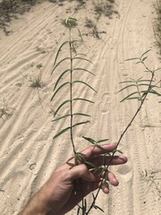 Euphorbia articulata