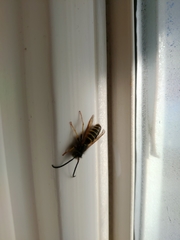 Vespula