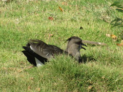 Vanellus chilensis