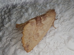 Himeropteryx miraculosa