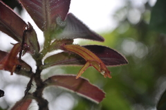 Columnea zebranella